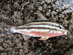 Parupeneus biaculeatus