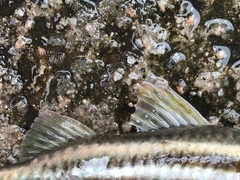 Parupeneus biaculeatus