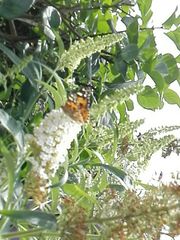 Vanessa cardui