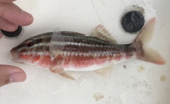 Parupeneus biaculeatus