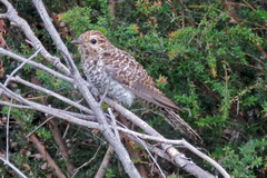 Cacomantis variolosus variolosus