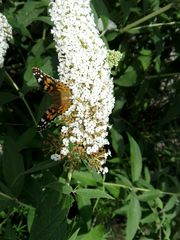 Vanessa cardui
