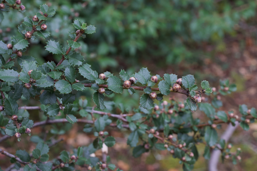 Ceanothus gloriosus, photograph 5