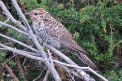 Cacomantis variolosus variolosus