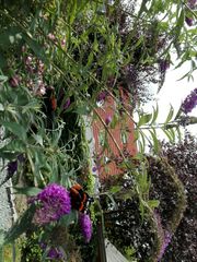 Vanessa atalanta