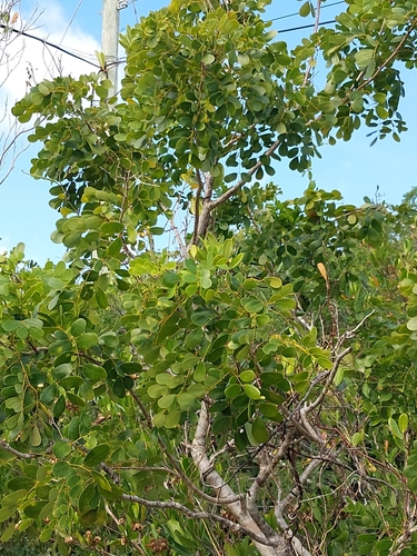 Caesalpinia bahamensis (Caesalpinia bahamensis)