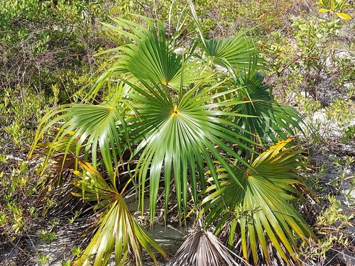 Thatch palm (Coccothrinax inaguensis)