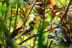 Parus minor commixtus