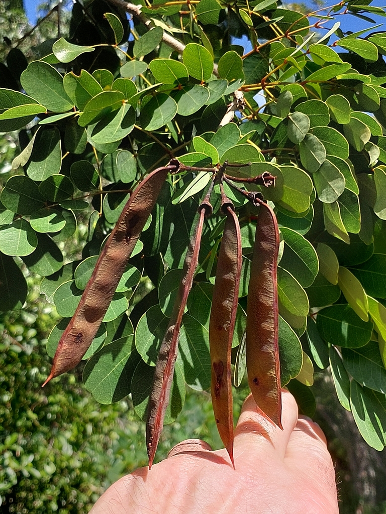 Caesalpinia bahamensis (Caesalpinia bahamensis)