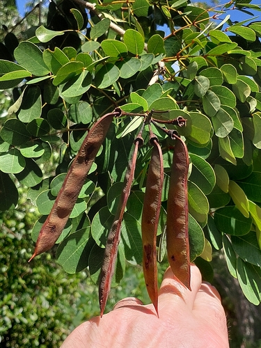 Caesalpinia bahamensis (Caesalpinia bahamensis)