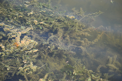 Elodea canadensis