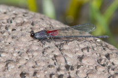 Hetaerina vulnerata