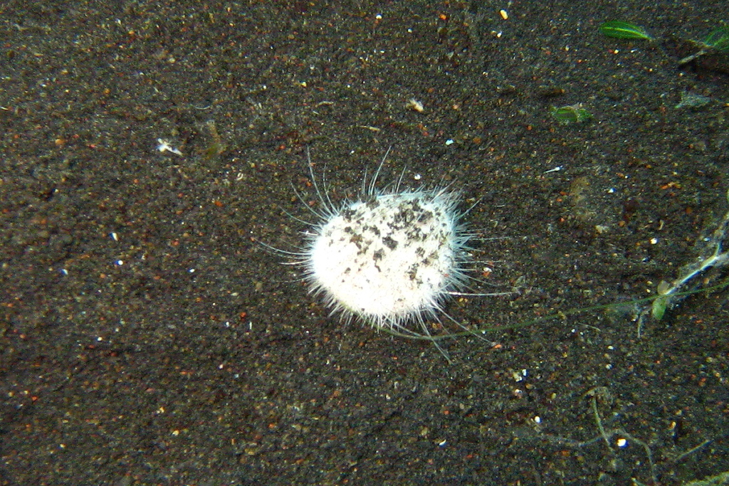 Lovenia elongata