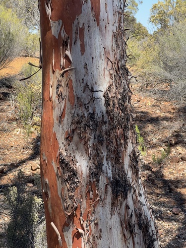 Dundas Mahogany (Eucalyptus brockwayi)