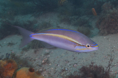 Pentapodus paradiseus