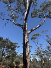 (c) Caleb Catto, some rights reserved (CC BY) Eucalyptus brockwayi, photograph (c) Caleb Catto, some rights reserved (CC BY)