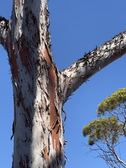 (c) Caleb Catto, some rights reserved (CC BY) Eucalyptus brockwayi, photograph (c) Caleb Catto, some rights reserved (CC BY)