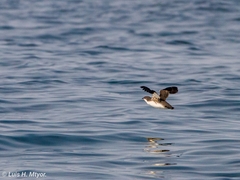 Scripps's Murrelet photo 3