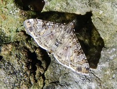 Dysallacta negatalis