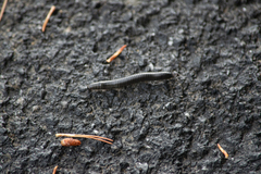 Ommatoiulus sabulosus aimatopodus