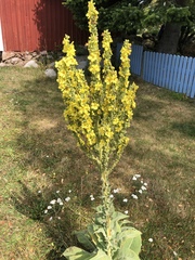 Verbascum speciosum