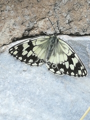 Melanargia larissa