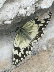 Melanargia larissa