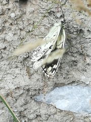 Melanargia larissa