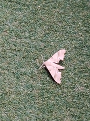 Marumba quercus