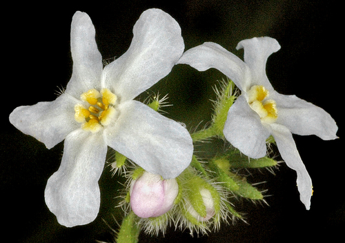 Hackelia diffusa var. cottonii
