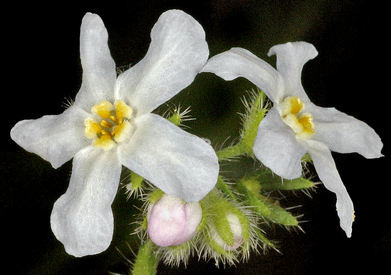Hackelia diffusa var. cottonii