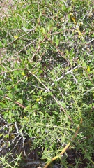 Rhamnus oleoides