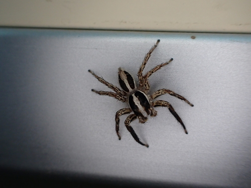 Pantropical Jumping Spider