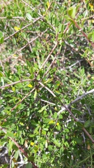 Rhamnus oleoides