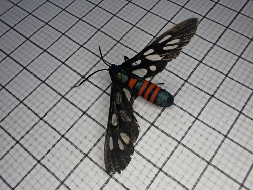Amata tomasina