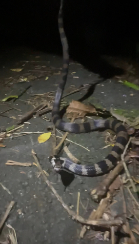 Stephens' Banded Snake sighting