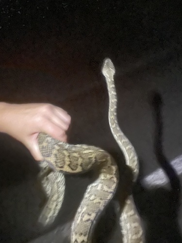 Coastal Carpet Python sighting