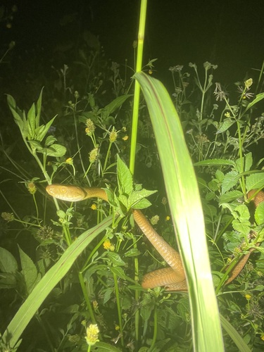 Brown Tree Snake sighting