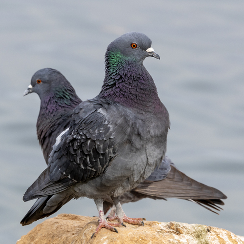 Feral Pigeon photographed in Arizona