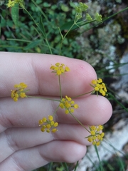 Angiospermae