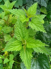 Urtica dioica
