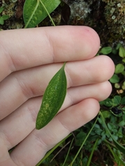 Angiospermae