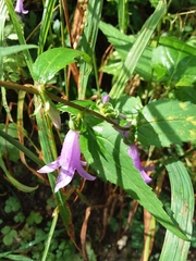 Campanula rapunculoides