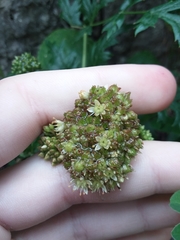 Angiospermae
