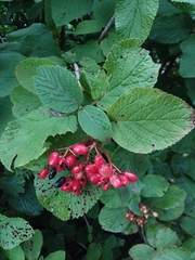 Viburnum lantana