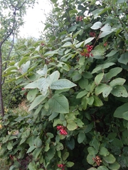 Viburnum lantana
