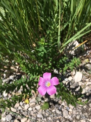 Linum viscosum