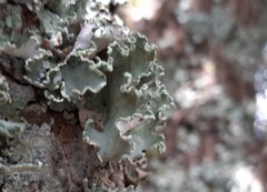 Parmotrema hypoleucinum