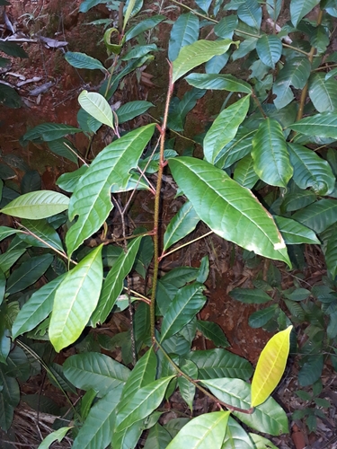 Quintinia verdonii F.Muell.