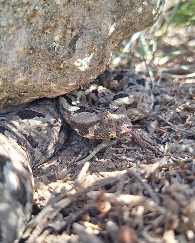 Photo of a Albany Adder (Bitis albanica)
